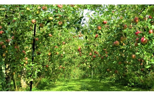 【北上市/口内産】季節のりんご　約2.7kg（8～10個）