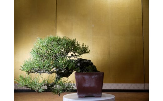 相松（赤松と黒松の中間）盆栽　樹齢30年