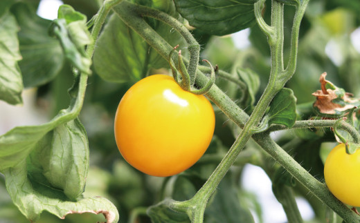 独自の生育システムで光合成を最適化して、豊かな甘みと旨味のあるトマトに仕上げています。