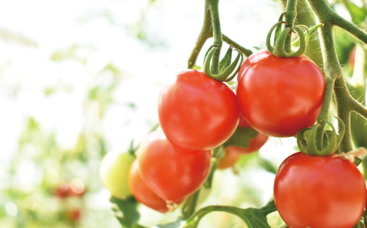 トマトの栽培を手がける「株式会社京都誠志郎農園」のこだわりは生育環境づくり。