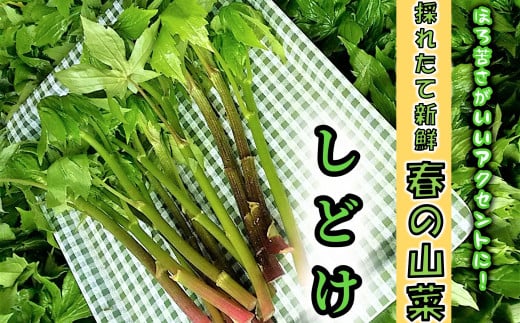 間澤さんの愛情たっぷり「しどけ」100g×4袋　春の味覚 山菜 季節限定 山の恵 新鮮 採れたて 657632 - 岩手県洋野町