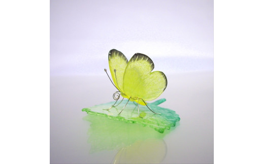ガラスの蝶 キチョウonリーフ_M02602-