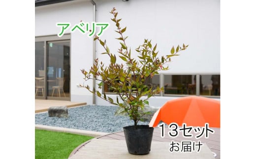 Bs073 生垣セットb 花 苗 植物 家庭菜園 花壇 プランター ガーデニング みやき町みやき町 ふるさと納税 ふるさとチョイス