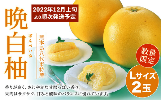 【事前受付】数量限定!八代市特産 晩白柚 Lサイズ 2玉