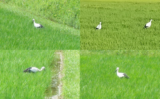 田代農園の田んぼに降り立ったコウノトリ、餌になる生き物たちがたくさんいる安心な田んぼの証拠です。