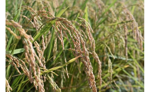 農薬不使用 コシヒカリ 玄米 5kg 【 こしひかり 農薬不使用 玄米 お米