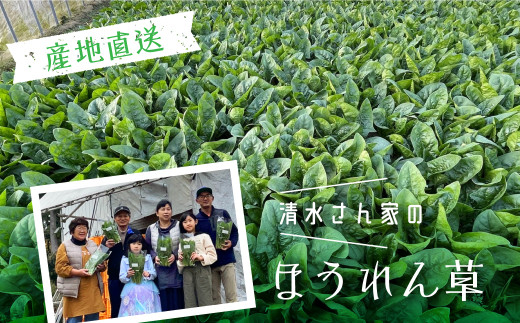 【10月発送】《先行予約》令和7年産 奥飛騨山之村 清水さんちのほうれん草 180g×5袋 野菜 葉物野菜 ホウレンソウ ほうれんそう 産地直送