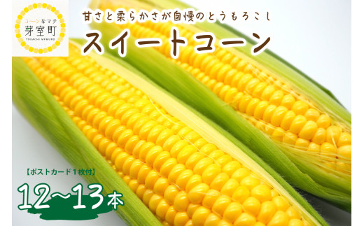 北海道十勝芽室町 上美生のたからばこ とうもろこしゴールドラッシュ 12 13本 ポストカード セット Me029 001 北海道芽室町 ふるさと納税 ふるさとチョイス