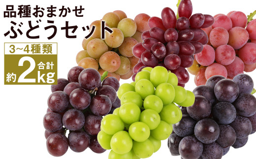 [8月上旬発送開始]品種おまかせ ぶどう 約2kg 葡萄 マスカット フルーツ