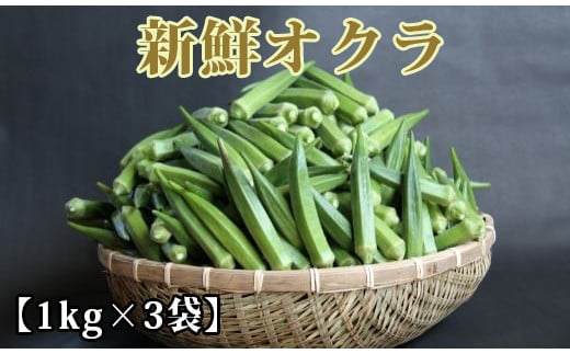 【2024年7月上旬～発送！】新鮮オクラ1kg×3袋(アグリスタイル/A-426) 野菜 夏野菜 夏 旬 フレッシュ ベジタブル いぶすき 鹿児島 305837 - 鹿児島県指宿市