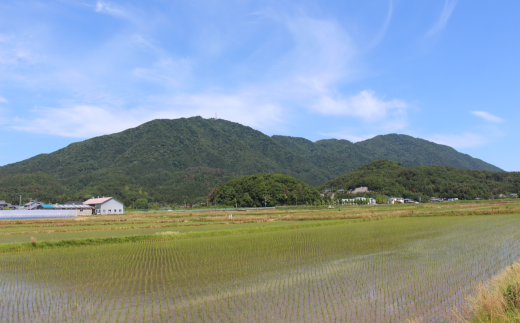 6月。弥彦山と田んぼ。順調に稲が育っています。
