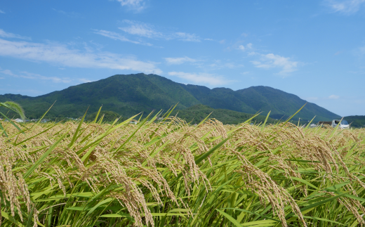 9月。弥彦山と田んぼ。もうじき収穫が始まります。