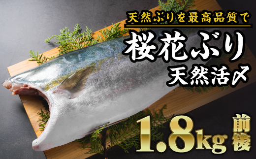 Ob 数量限定 活〆天然 桜華ぶり フィーレ １枚 1 8kg前後 三重県尾鷲市 ふるさと納税 ふるさとチョイス