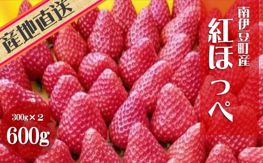 令和6年2月から順次発送】完熟いちご300g 4パック（DXパック）紅ほっぺ 