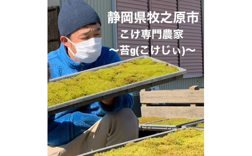 苔を愛する苔農家