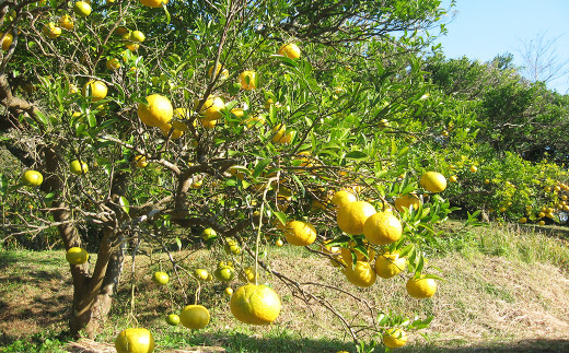 温暖な気候の鴨川は柑橘類が豊富に育っています。