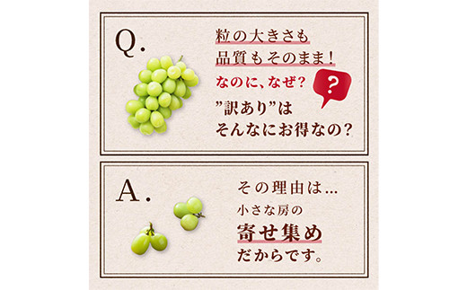 【農業者支援】≪先行予約≫ご家庭用 2024年 山形県 高畠町産 シャインマスカット 粒詰合せ 800g以上(400g×2)  2024年9月下旬頃から順次発送 ぶどう ブドウ 葡萄 マスカット 大粒 種なし 高級 くだもの 果物 フルーツ 秋果実 産地直送 農家直送 数量限定  ご自宅用 訳あり 粒