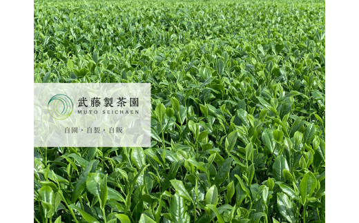 茶畑は嬉野市内に６ヵ所あり、その土地にあった品種を栽培しています。