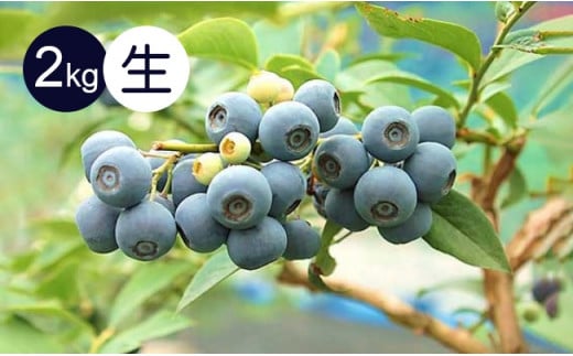 生果ブルーベリー　2㎏　旬 フルーツ 果物 317765 - 三重県熊野市