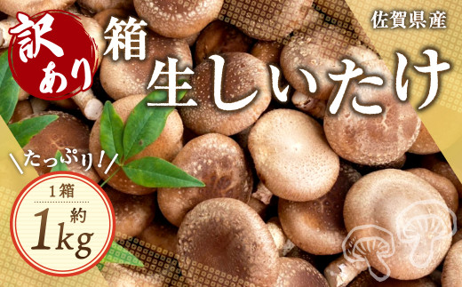 8_9-01 訳あり 佐賀県産 箱生しいたけ 約1kg