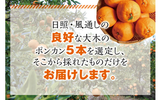 先行予約】プレミア和歌山認定！ ポンカン姫 5kg 【2023年12月下旬