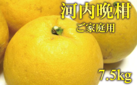 【2025年4月中旬～5月下旬発送】【和製グレープフルーツ】有田育ちの河内晩柑(ご家庭用)　約7.5kg【ard029B】 765032 - 和歌山県串本町