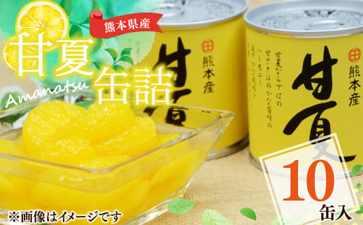 【熊本県産】 甘夏 缶詰 295g×10缶 果物 柑橘 フルーツ