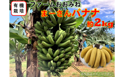 「希少価値の高い有機栽培」やんばる東村産まーさんバナナ（約2kg）2024年6月頃発送開始予定 1188609 - 沖縄県東村