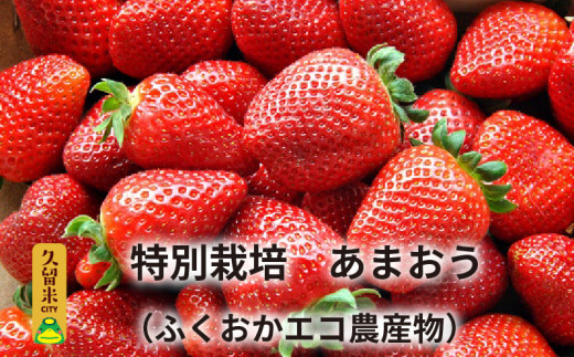 贅沢に4パック(合計約1.2キロ!)のお届けです。