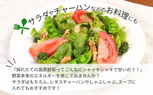 大分県産 フリルレタスちゃん 約4kg (10～12玉) 高原野菜