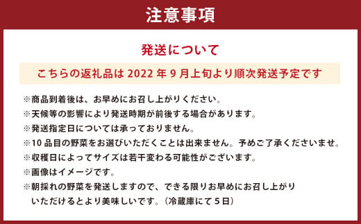 新鮮 直送 季節に合わせた 若松旬野菜 セット (約10種類) 採れたて 旬野菜 北九州市産
