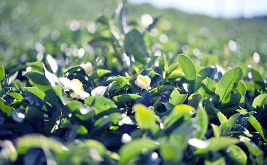 植物に宿る自然のエネルギーの調和を美しい肌づくりに生かすため、
大和茶を余すところなく配合しています。キメを整え、美しい肌へ。