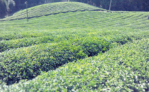 農薬はもちろん、肥料も与えない自然農栽培の大和茶がキー成分の、
天然由来成分100％のコスメラインです。