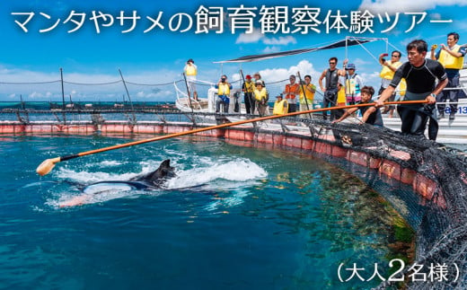 マンタやサメの飼育観察体験ツアー　【大人２名様】