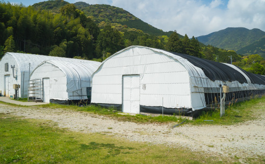 世界遺産「熊野古道」の麓にある、衛生的なハウス内にて菌床栽培で育てています。