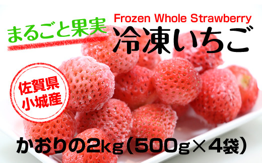 冷凍いちご苺 10kg (500g×20袋) 佐賀県 スムージー カキ氷 ジャム elc