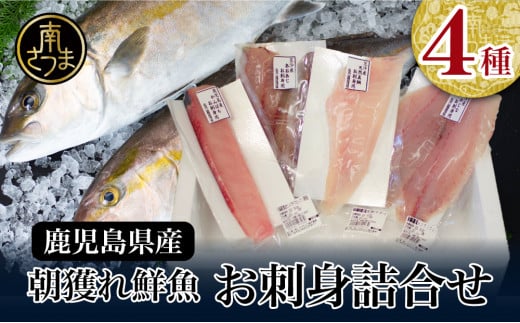 [2022年8月お届け][漁師厳選]朝獲れ鮮魚のお刺身詰め合わせ(4種) 冷蔵 生食用 刺身 鮮魚 南さつま市