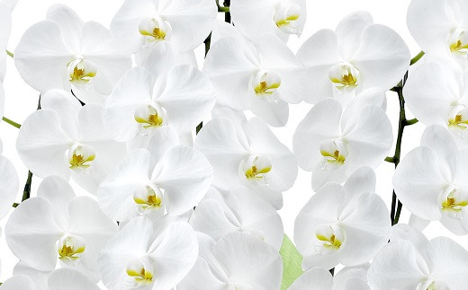 産直胡蝶蘭『大輪』白３本立ち３０輪　※写真はイメージです。
