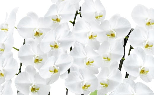 産直胡蝶蘭『大輪』白３本立ち２４輪　※写真はイメージです。