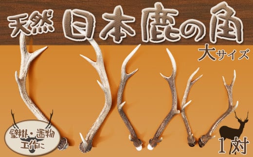 工芸・壁飾に】天然 日本鹿の角 一対（大サイズ：約60cm） [0030-0103
