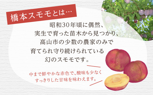 先行予約 山本果樹園 橋本スモモ 希少 品種 すもも 8月上旬～ 順次発送 約2.5㎏ 大玉22個前後 期間限定 飛騨高山 プラム 果物 くだもの  果実 b563