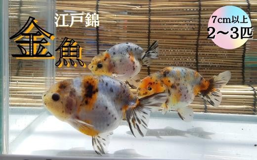 [金魚]江戸錦(7cm以上)2〜3匹