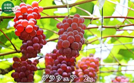 デラウェア約2kg[№5530-0305] 720111 - 山梨県身延町