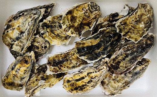 私たち漁師が獲った、新鮮な仙鳳趾名産の牡蠣を直接、お届けします。