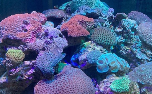 色鮮やかに光るサンゴ