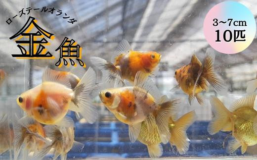 おすすめ 金魚のふるさと納税を探す ふるさとチョイス