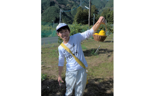 茶畑から生まれた 川根の「ゆずぽんず」、収穫風景2