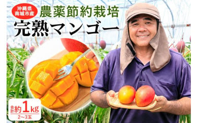 【2024年発送】沖縄県南城市産「完熟マンゴー」約1kg（2～3玉）◆ギフト／家庭用◆ 農家直送 農薬節約栽培