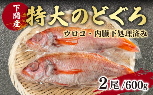 のどぐろ 特大 サイズ 2尾 高級 魚 鮮魚 冷凍 アカムツ 下処理 済 下関 産 890492 - 山口県下関市