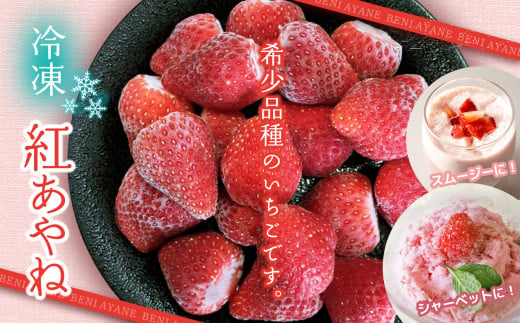 冷凍イチゴ 「紅あやね」 1kg 360713 - 熊本県玉名市